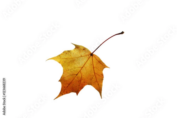 Fototapeta bright Golden red canadian maple leaf on a white isolated background