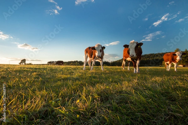 Obraz Kühe im Schwarzwald