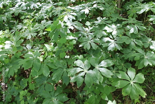 Fototapeta A sample of May Apple (Podophyllum Peltatum) in the Barberry family, growing in Ontario Canada. -Captured by MIROFOSS