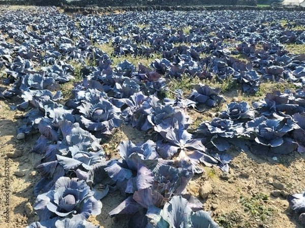 Obraz Cabbage vegetable food Nature Plants