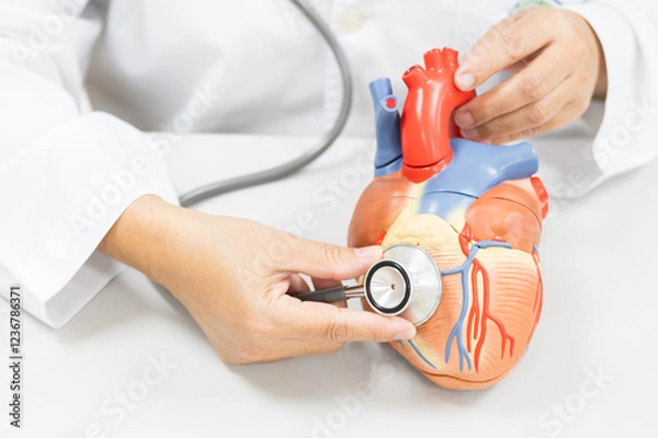 Obraz Doctor hand holding stethoscope show check heart model anatomy human body model on white background.Cardiologist showing support for heart and cardiac health.Heart attacks and medical treatment.