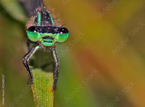 Obraz Samica na liściu