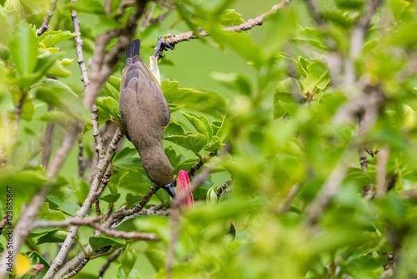 Obraz Olive-backed Sunbird  perching on branch tree