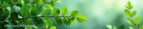 Obraz Fresh green Salal branch in a floral arrangement with other plants, greenery, branches