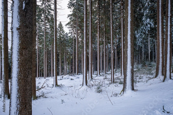 Fototapeta A peaceful winter forest with tall, slender trees and a blanket of snow that conveys peace and cold on a clear winter day