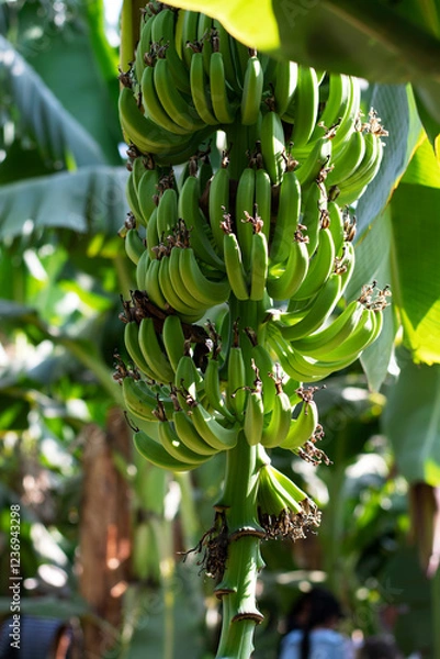 Obraz Бананы на бановом дереве висят гроздями. Плантации бананов в Египте. Выращивание бананов