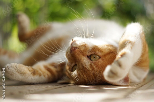 Obraz くつろぐ茶猫