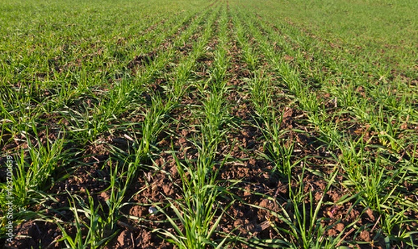 Obraz Growing green wheat.