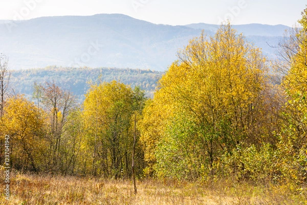 Fototapeta landscape with trees on the hill in autumn. carpathian woods. mountainous countryside in fall colors on a sunny day. beautiful view