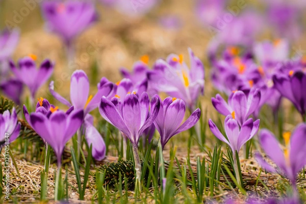 Fototapeta Spring crocus flowers, Easter background