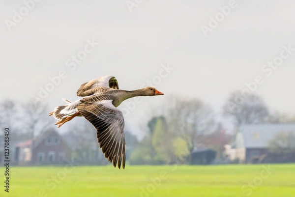 Obraz Closeup of a low flying Greylag Goose, Anser anser against a background of clear sky and farmland in a Dutch polder