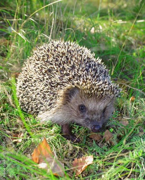 Obraz hedgehog on the green background