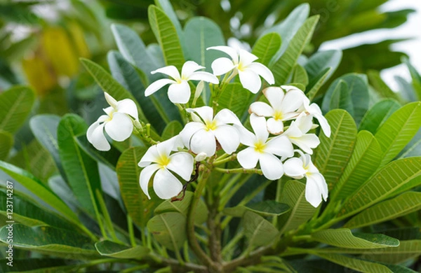 Obraz Plumeria