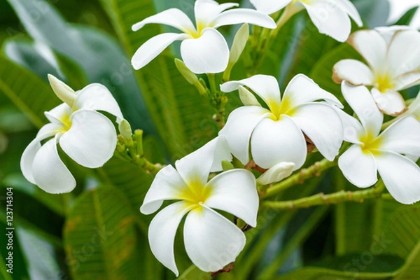 Obraz Plumeria