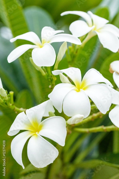 Obraz Plumeria
