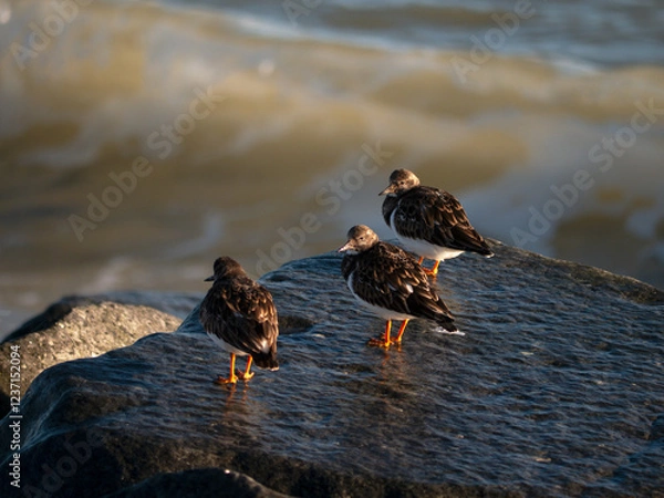 Fototapeta A Trio of Turnstones.