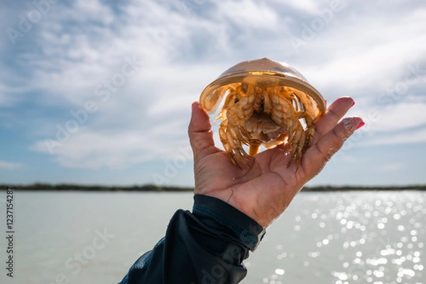Obraz HAND HOLDING A OCEAN WOODLOUSE, HOLBOX, MEXICO