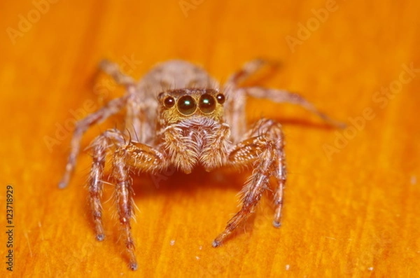 Obraz Small jump spider on green leaf