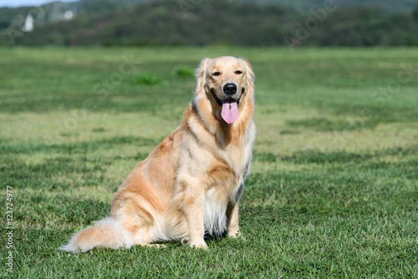 Fototapeta ゴールデンレトリバー