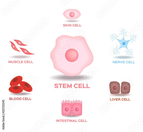 Fototapeta Illustration of the Human Stem Cell Applications on a white background