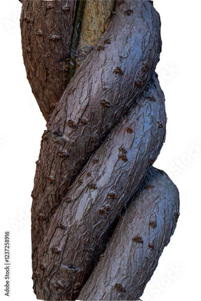Fototapeta A twisted tree branch with many bumps and ridges