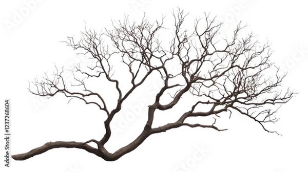 Fototapeta Leafless tree branches extending against transparent background