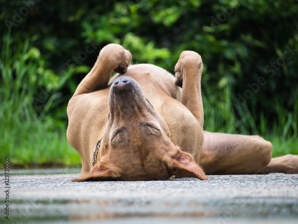 Fototapeta Brown Dog Lying on The Ground