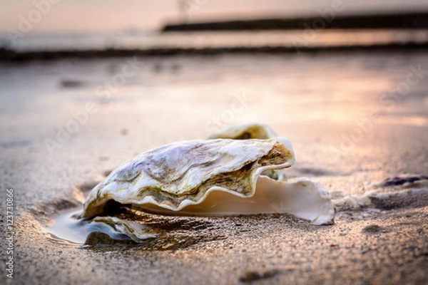 Obraz Fresh oyster in the sand at the beach during low tide