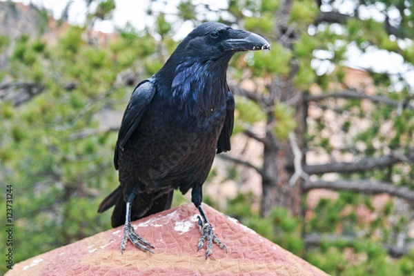 Fototapeta Raven at Bryce