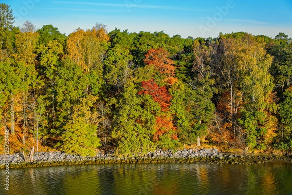 Obraz Colorful autumn forest