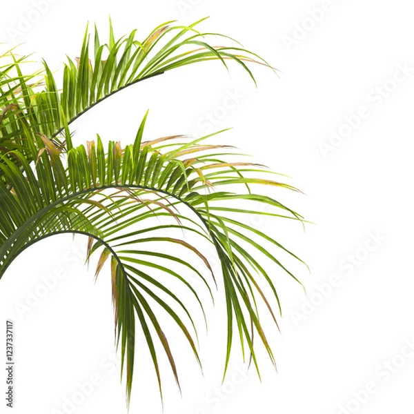 Fototapeta palm Tree Leaves isolated on transparent background. Hyophorbe verschaffeltii. cutout palm tree leaves PNG. palm tree with green leaves on white background. Isolated palm tree on PNG background.