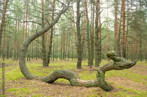 Obraz Trees in a geopathogenic zone.
