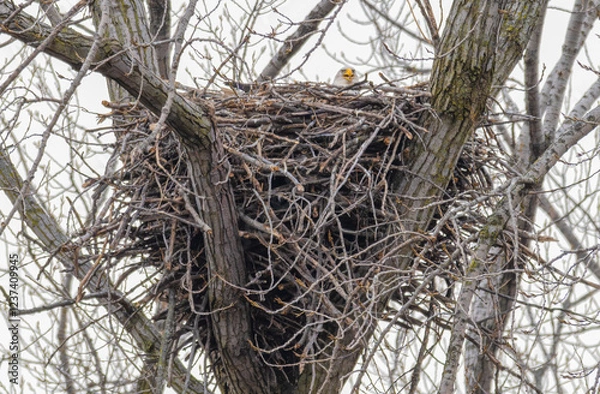 Fototapeta Eagle's nest with an eagle sitting in it.
