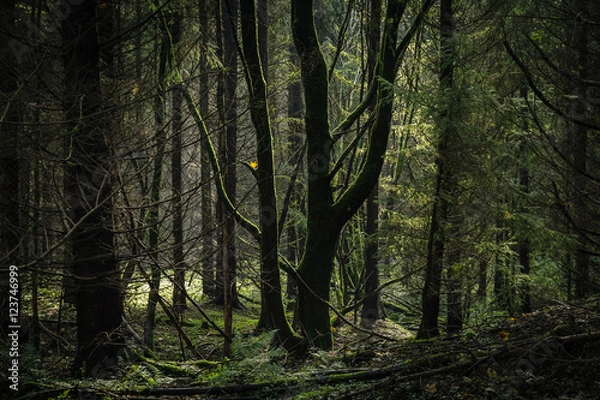Fototapeta Alte Baumstämme im dunklen Wald