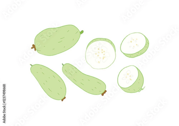 Obraz Whole and half raw fresh winter gourd vegetables