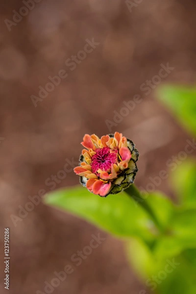 Obraz Zinnia