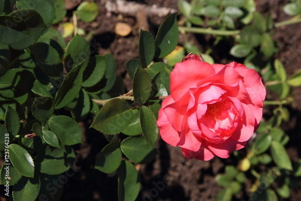 Fototapeta Garden rose