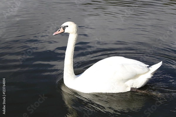 Fototapeta Swan in Kaliningrad