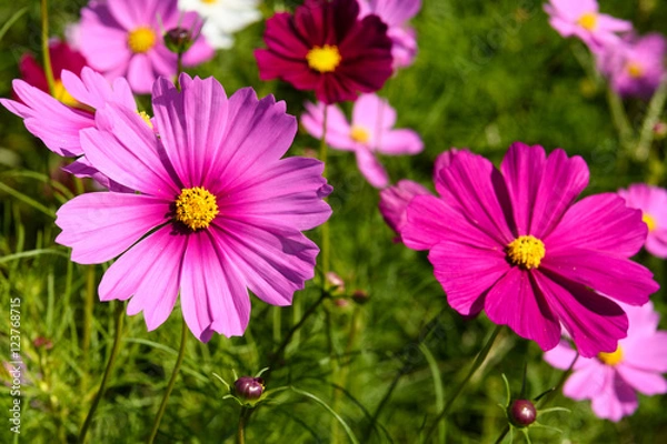 Fototapeta コスモス　万博記念公園