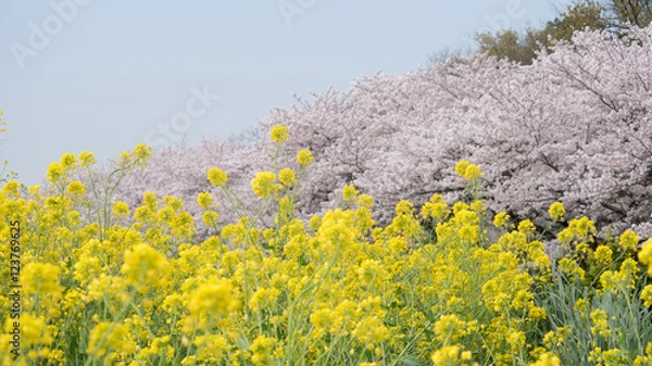 Obraz 桜と菜の花畑