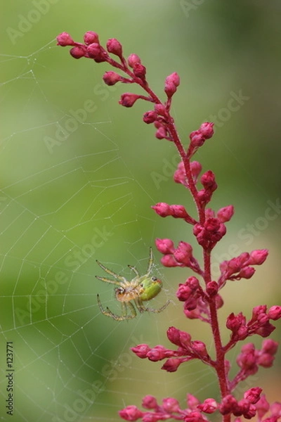 Obraz spinne an astilbe