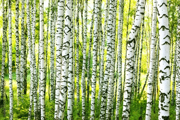 Obraz summer in birch forest