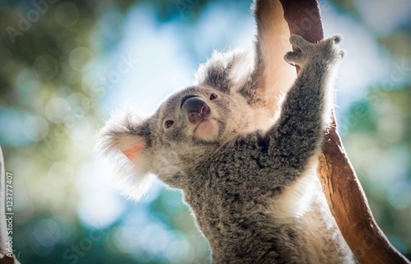Obraz Climbing Koala