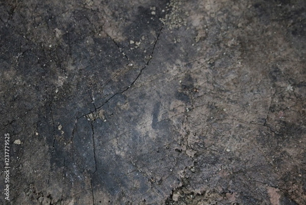 Fototapeta Texture of a cut log