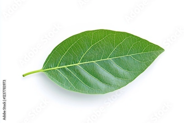 Obraz Green leaf isolated on white background, studio shot, nature, design