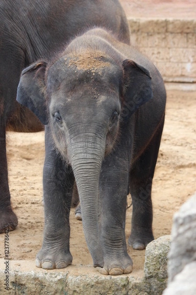 Fototapeta Elefantenbaby