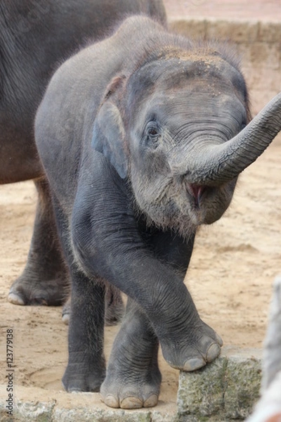 Fototapeta Elefantenkind