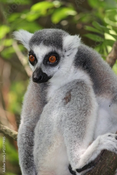 Fototapeta Katta Affe