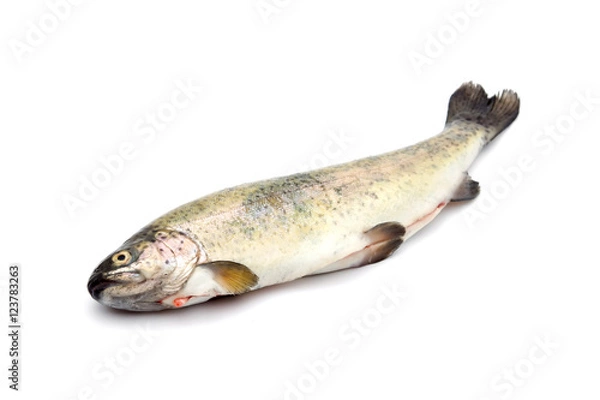 Fototapeta surowa ryba