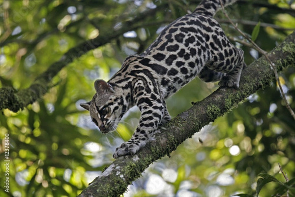 Obraz Ozelot w Kostaryce